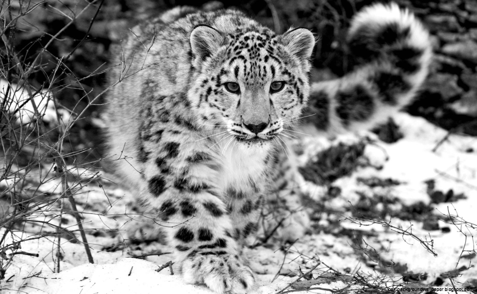 Climate Change Threatens The Snow Leopard • Mid Day Daily Climate Change Threatens The Snow Leopard • Mid Day Daily