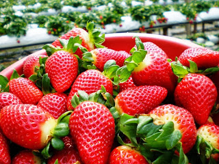 How to Starting a Strawberry Farm