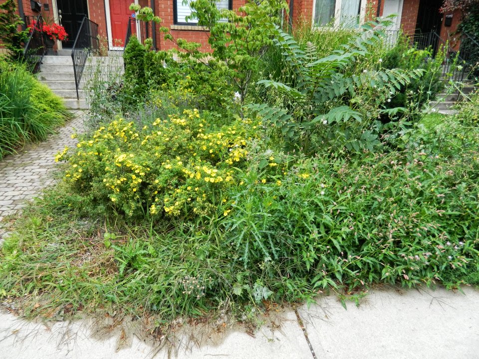 Toronto garden cleanup Paul Jung Gardening Services Leslieville front before Toronto garden cleanup Paul Jung Gardening Services Leslieville front before