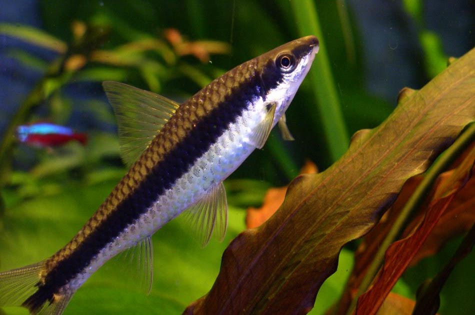 Ecco's Aquarium Blog Siamese Algae Eater (Crossocheilus siamensis)
