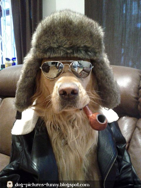 Leather+jacket+and+sunglasses+funny+dog.jpg