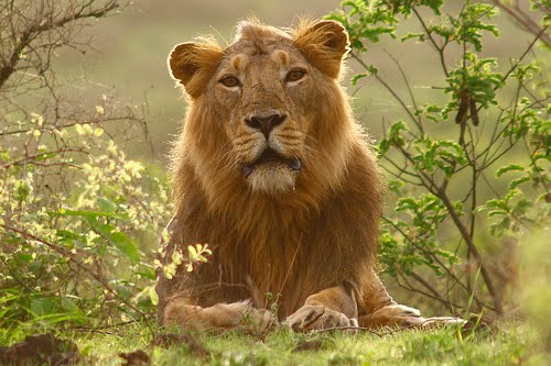 Sasan Gir Safari