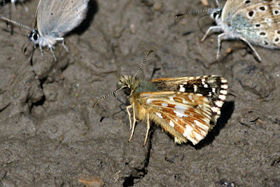 Hespérie de l'aigremoine