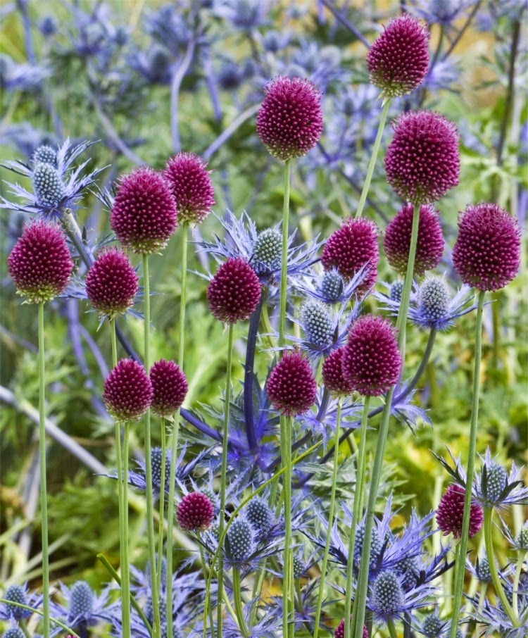 My Annual Reminder Plant Drumstick Allium now