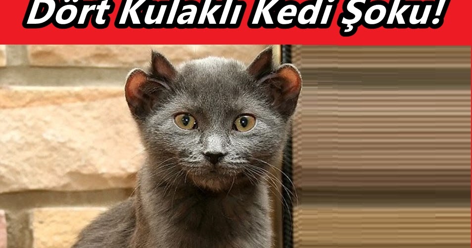 4 Kulaklı Kediyi Görenler Gözlerine İnanamıyor… EN ÇOK