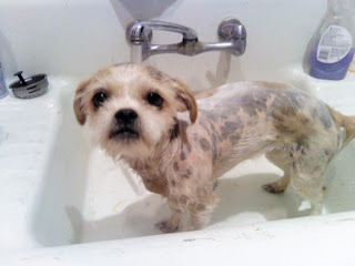 Bath Time for Cow Puppy!
