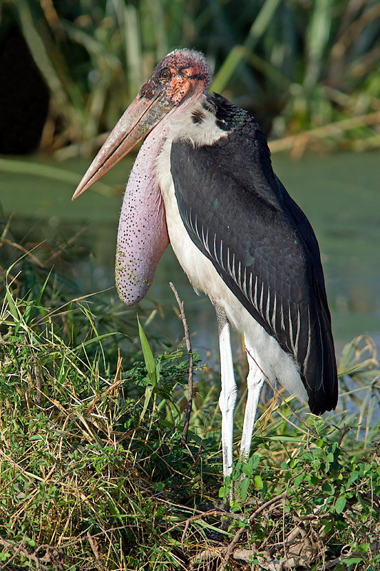 Baby Marabou Stork