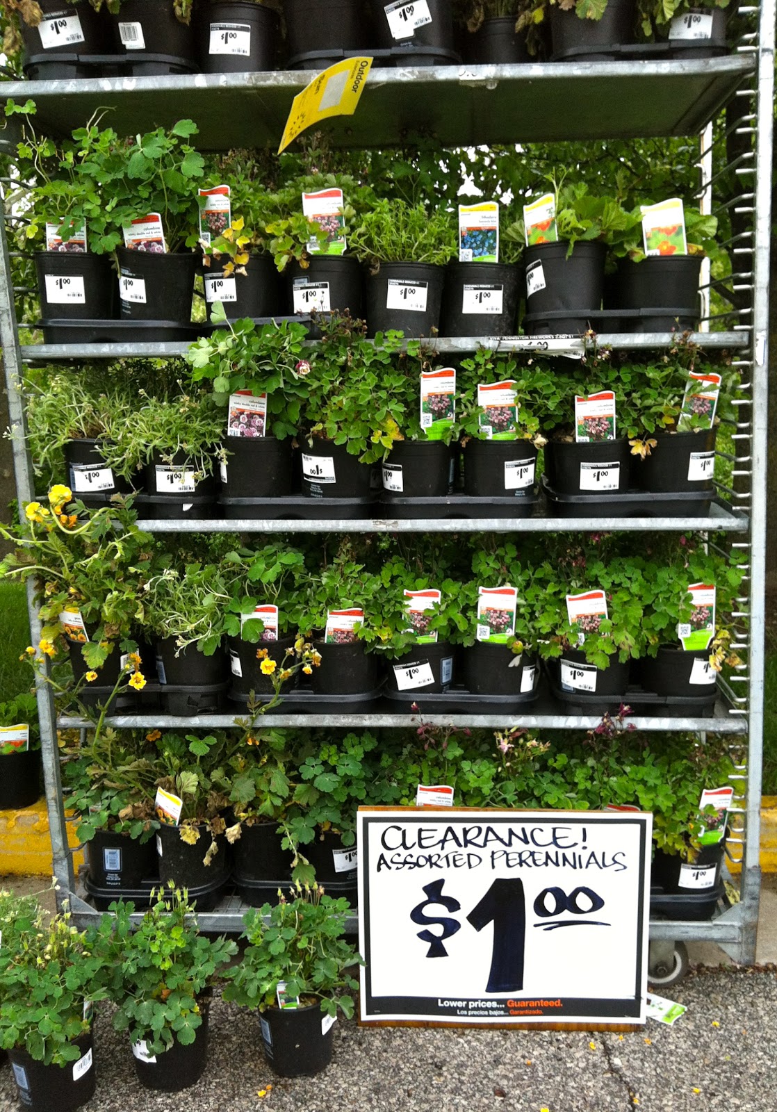 Home Bargains Garden Flowers at Azalee Hefner blog