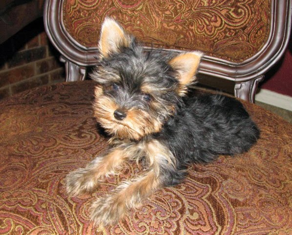 different types of yorkie dogs photos of different breeds of yorkie dogs breeds picture different types of yorkie dogs photos of different breeds of yorkie dogs breeds picture