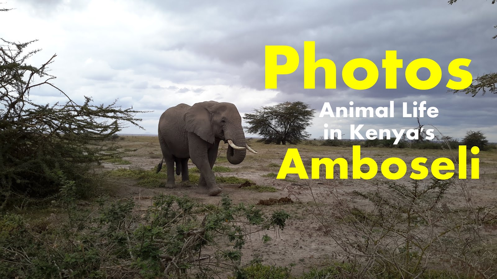 Photos of Animal Life in Kenya's Amboseli Park Amboseli National Park, formerly Maasai Amboseli...
