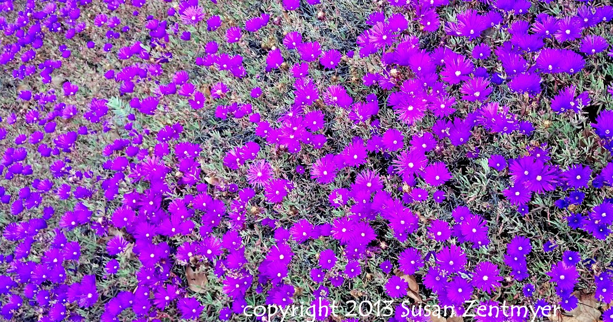 San Diego Daily Photo Carpet of Purple Flowers