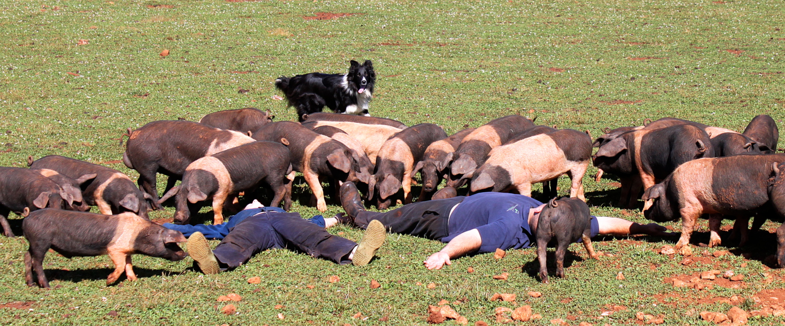 Aylesbury Farms 4 Bodies