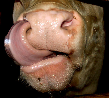 dejt hemma hos honom