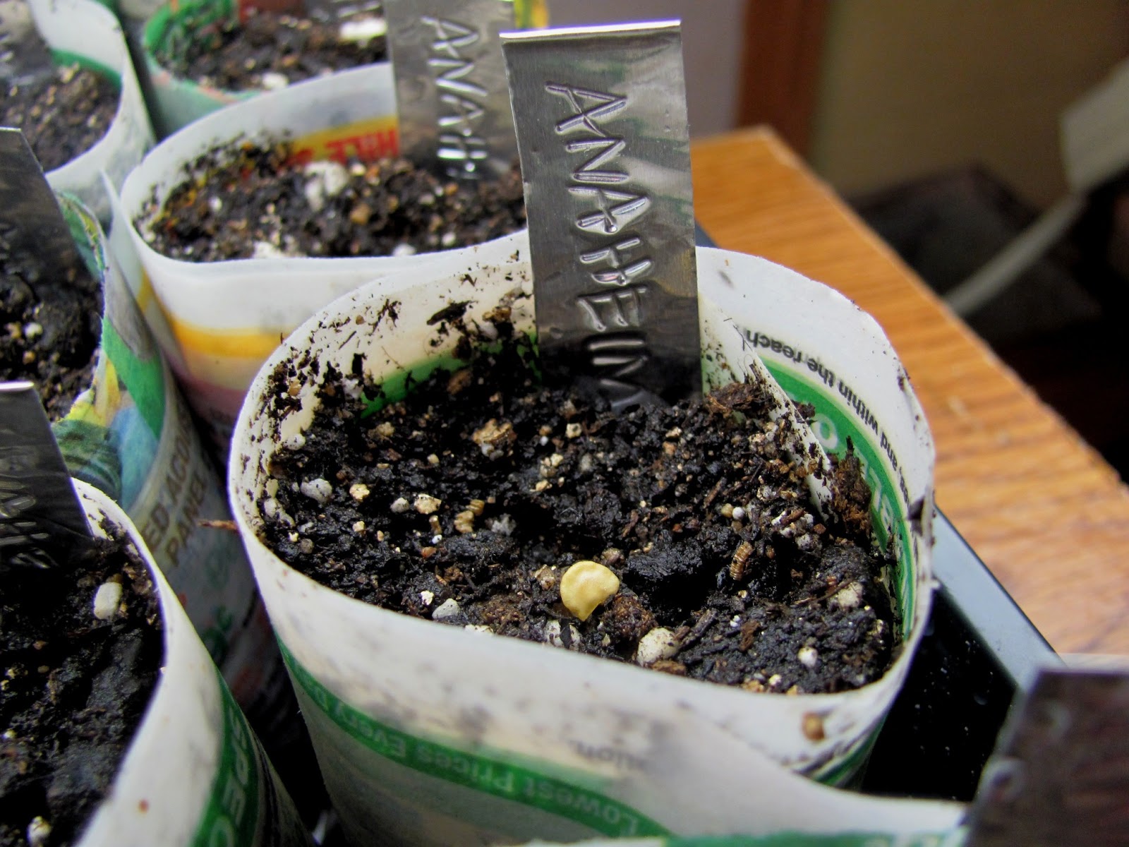 Sweet Domesticity Starting Pepper Seeds + Tips for Promoting Germination
