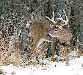 Does And Bucks