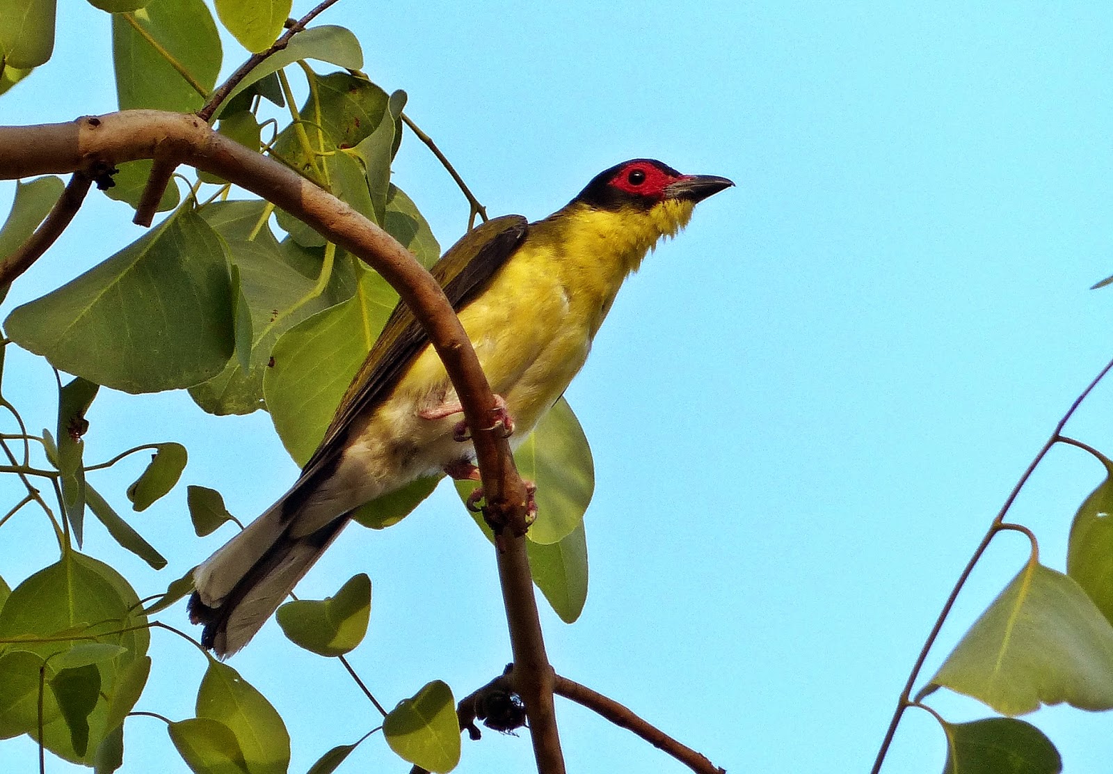 A.W.Birder Always on the lookout for fine birds... North Queensland