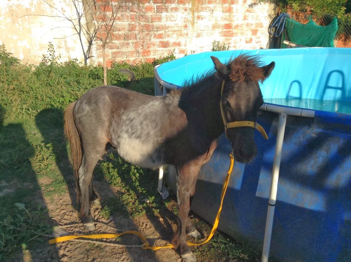 Vendo: Caballo cruza falabella puro con petiso