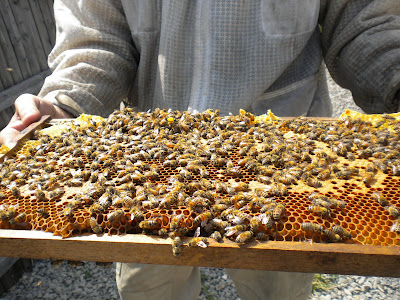 A person holds a frame full of honey, wax, and bees
