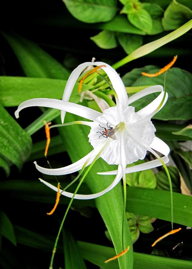 while spider lily
