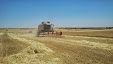 Harvesting barley 2013 with Claas Lexion