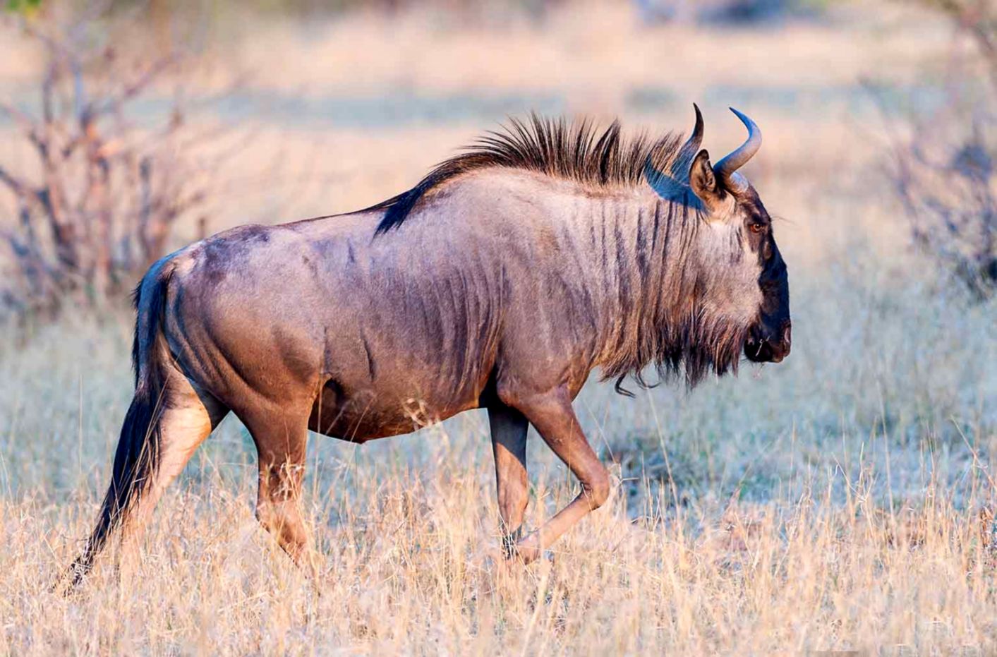 Blue Wildebeest Latest Hd Wallpapers Free Download | Wallpaper