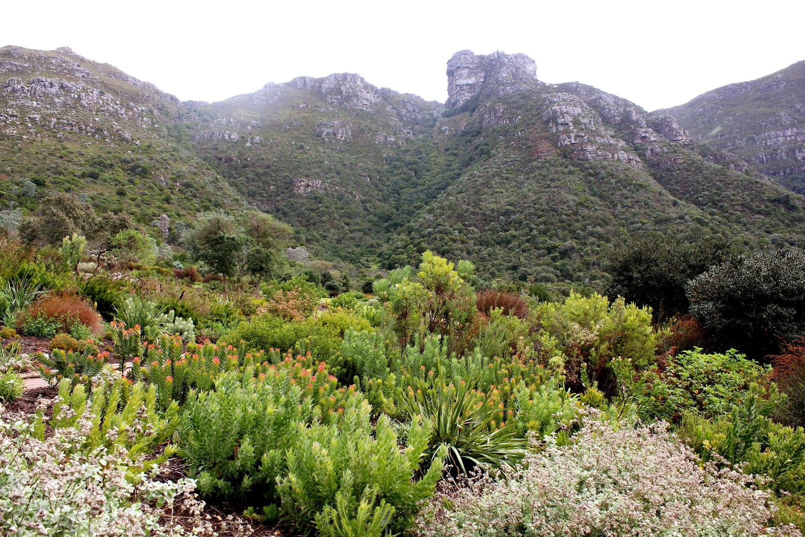 Fynbos South Africa