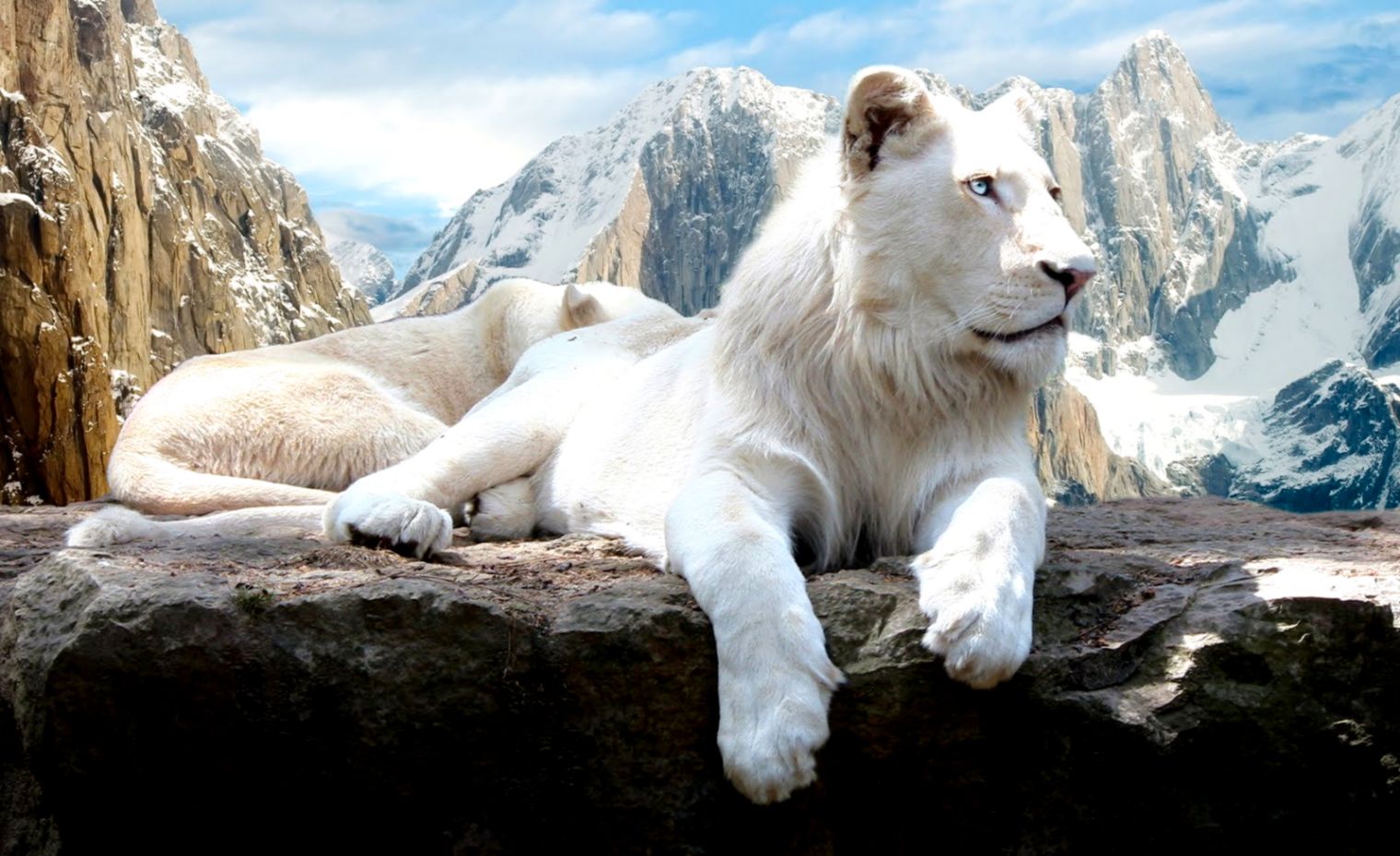 Beautiful White Lion Beautiful White Lion