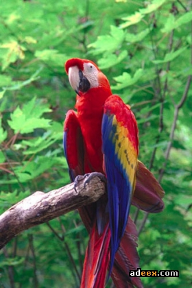 Macaw+parrots