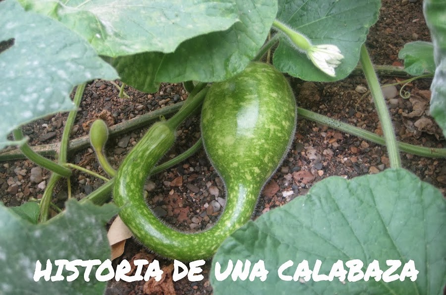      HISTORIA DE UNA CALABAZA