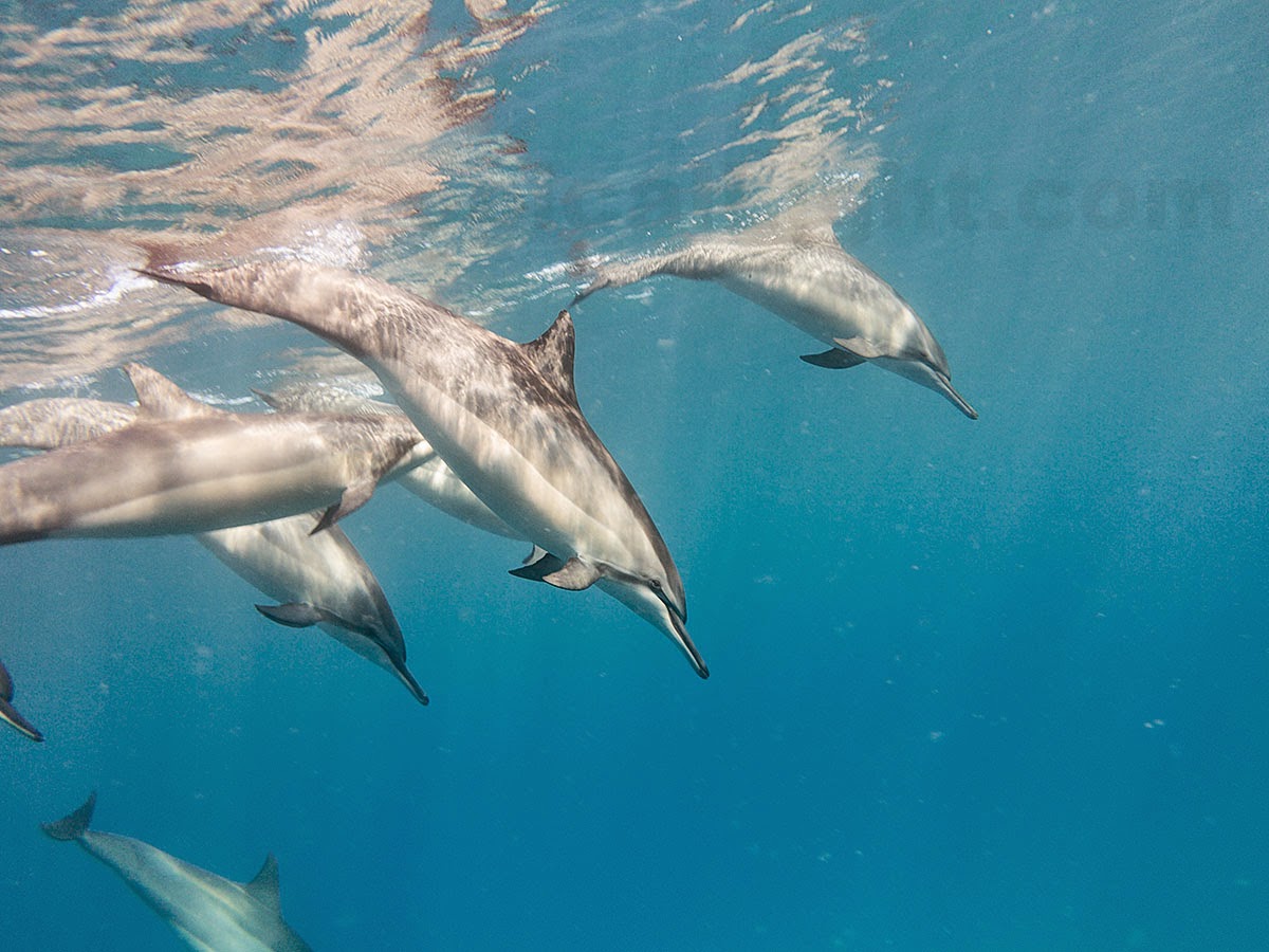http://www.tropicallight.com/water/dolphins/30jan15dolphins/30jan15dolphins.html