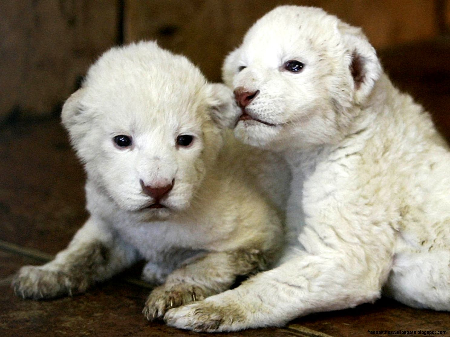 Baby White Lion Cubs Baby White Lion Cubs