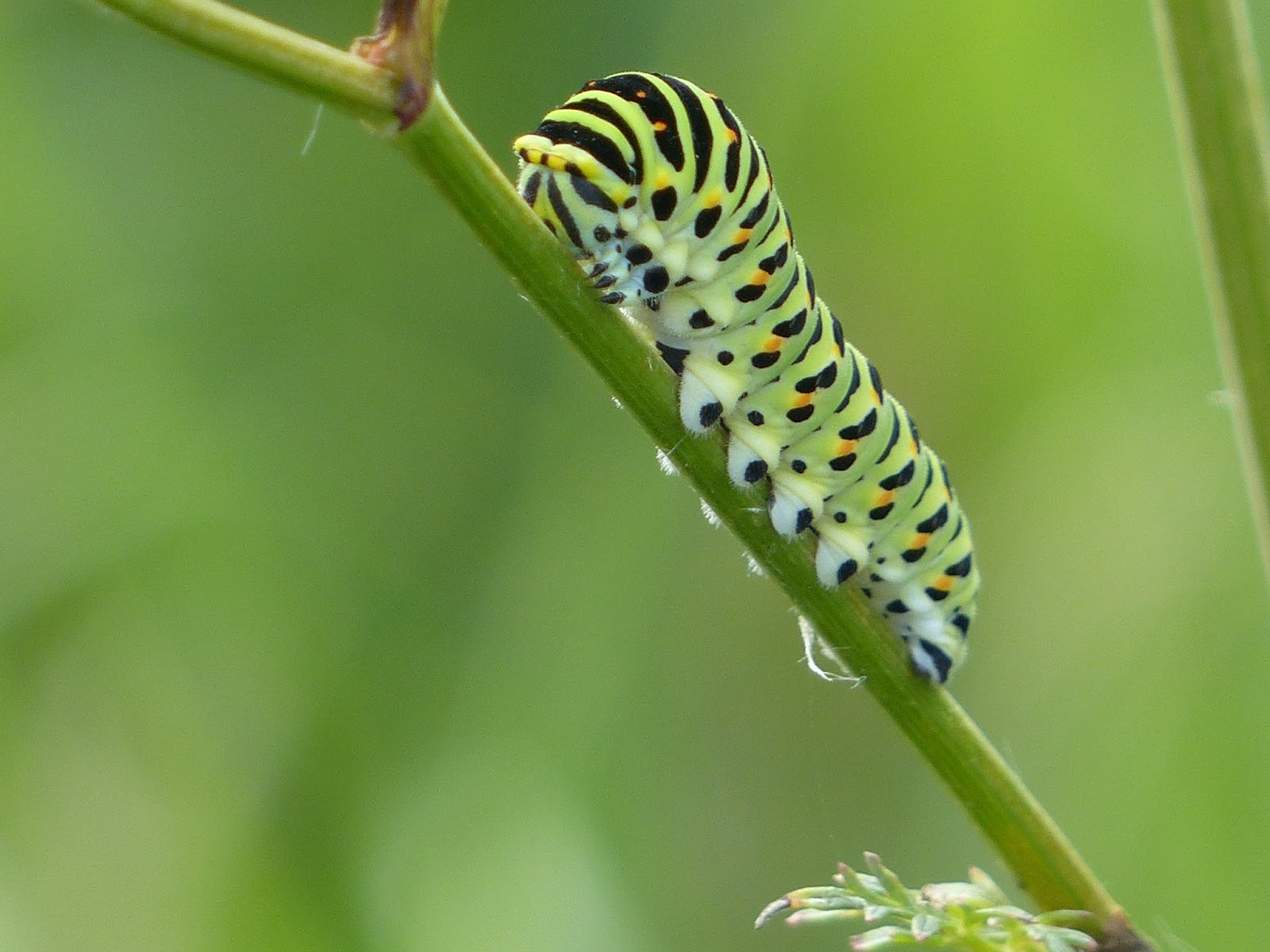 Swallow Tail Caterpillars - Hot Teen Emo