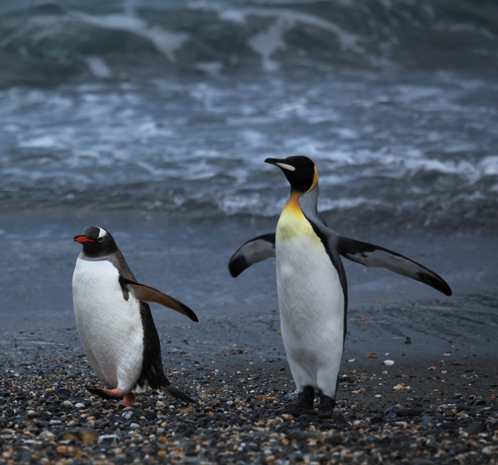 Wild life: cute penguin | wild birds