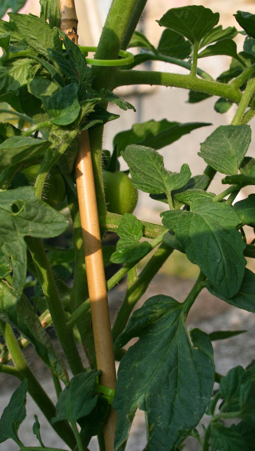 Tomato plants supported Tomato plants supported