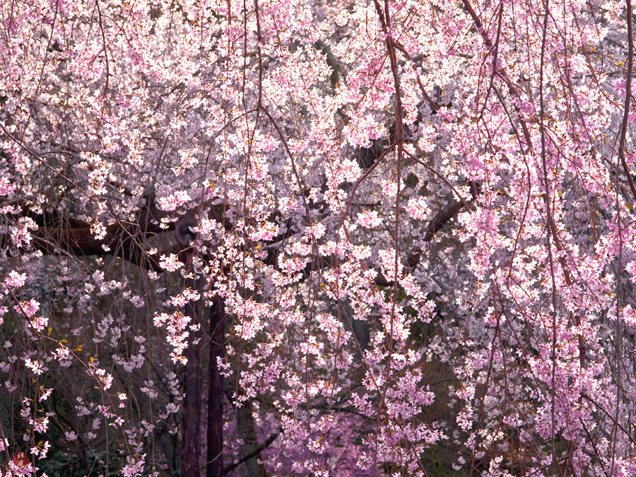 Shidare Sakura