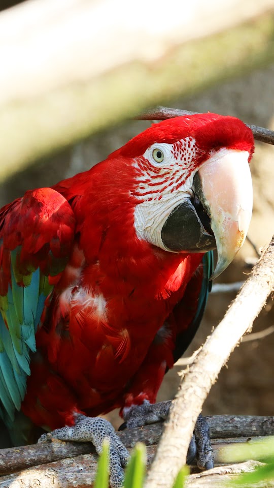 Red Talking Parrot Android Wallpaper
