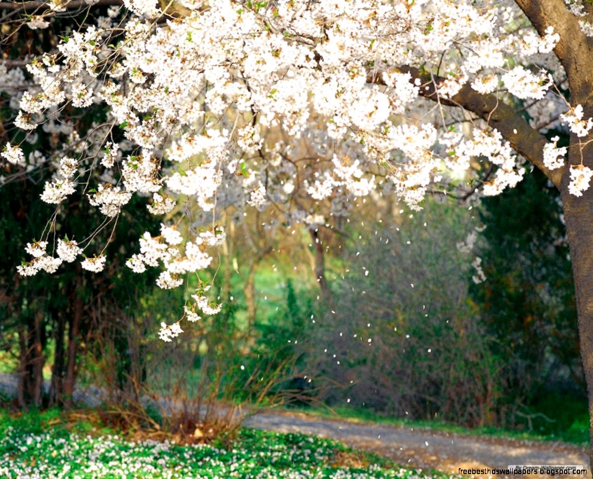 Free Religious Spring Flowers Wallpaper Best Free Wallpaper Free Religious Spring Flowers Wallpaper Best Free Wallpaper