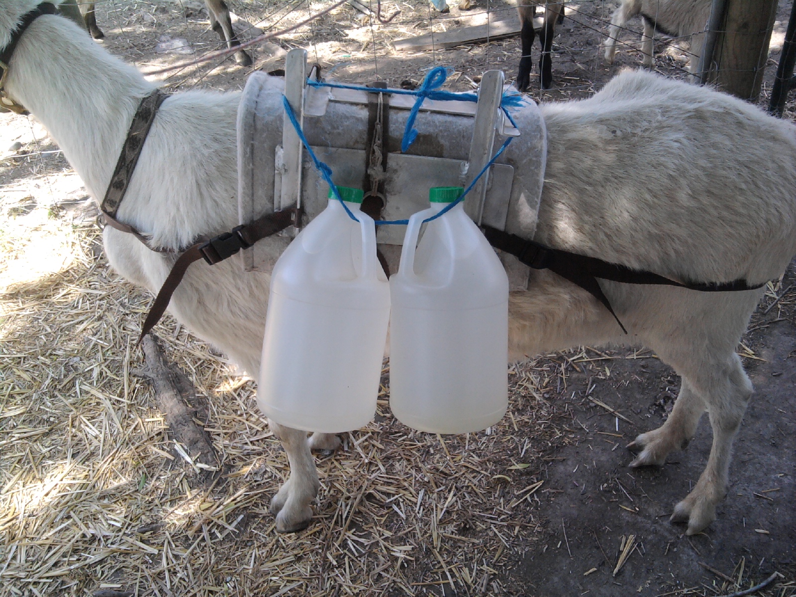Sierra Pack Goats Blog Weight Training