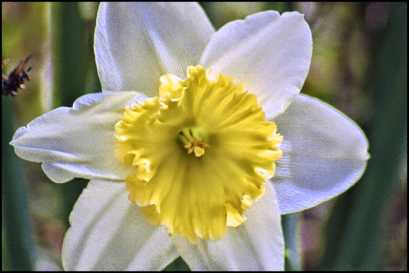 [Image: daffodillsSM.jpg]