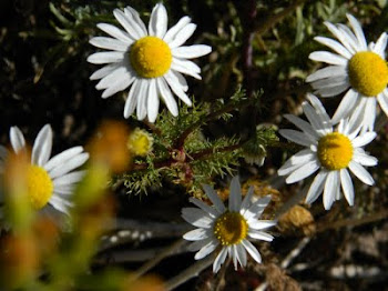 flores  do vale  nevado -Chile