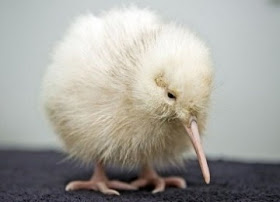 Burung Kiwi Putih Langka Kedua dari Selandia Baru
