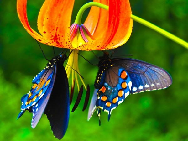 Butterflies HD Wallpaper Pictures