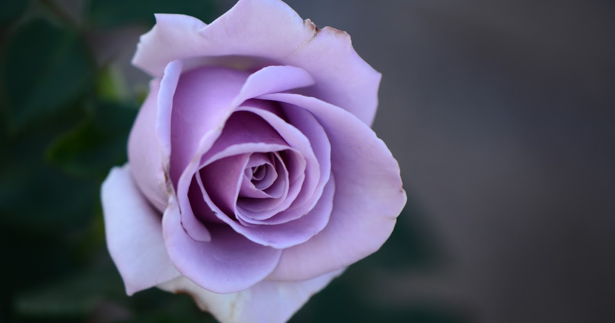 Journal of a Thousand Things: Sterling Silver Rose