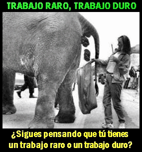 fotomeme trabajo duro elefante