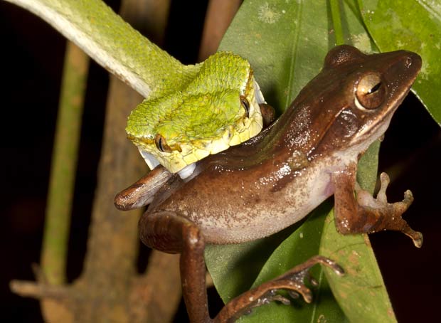 Flagra: foto de cobra atacando perereca IMAGEM - Flagra: foto de cobra atacando perereca