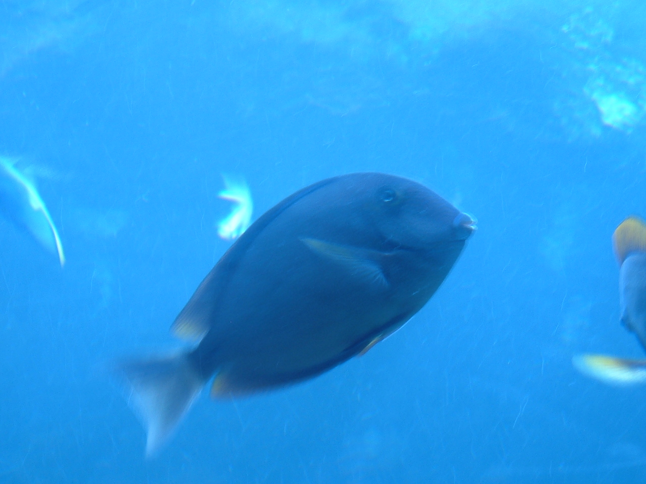 Blue Clown Fish