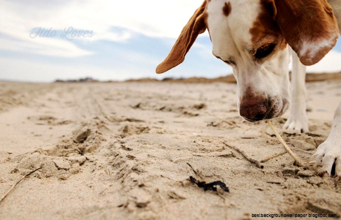 Bring Your Dog to Rexhame Beach in Marshfield  Fido Loves Bring Your Dog to Rexhame Beach in Marshfield  Fido Loves