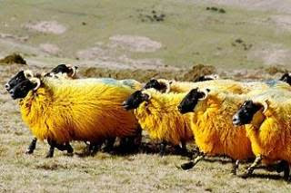 英國農夫把綿羊染成橘色