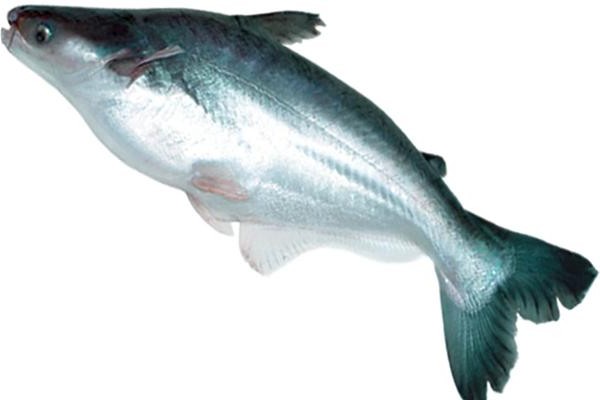 Ironis Ternyata Ikan Dori yang selama ini kita makan itu ikan patin