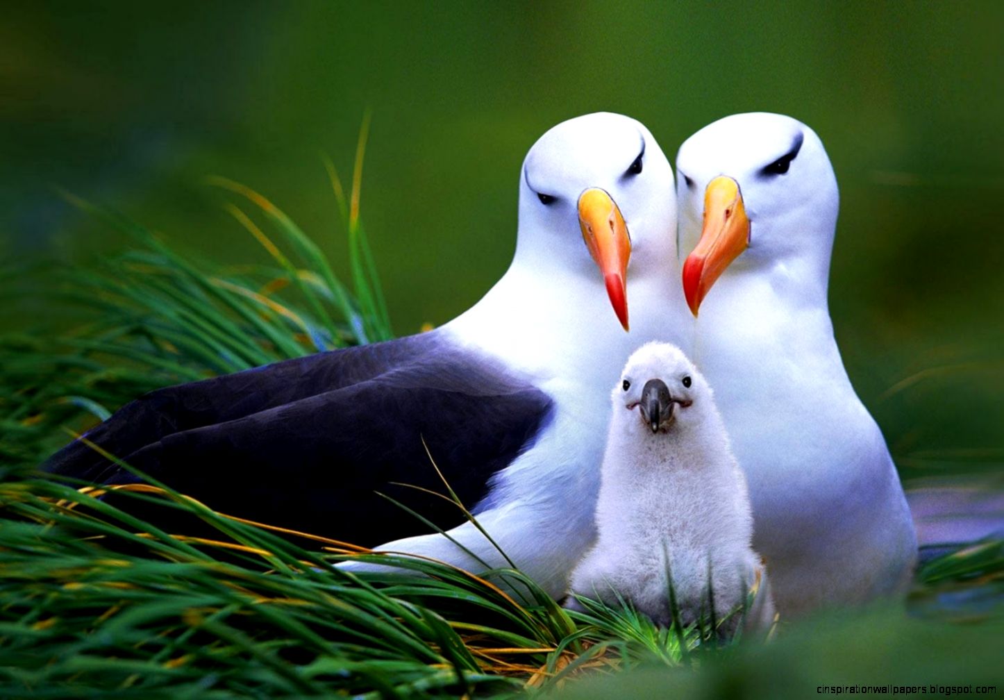 25 Beautiful Pictures of Birds 25 Beautiful Pictures of Birds